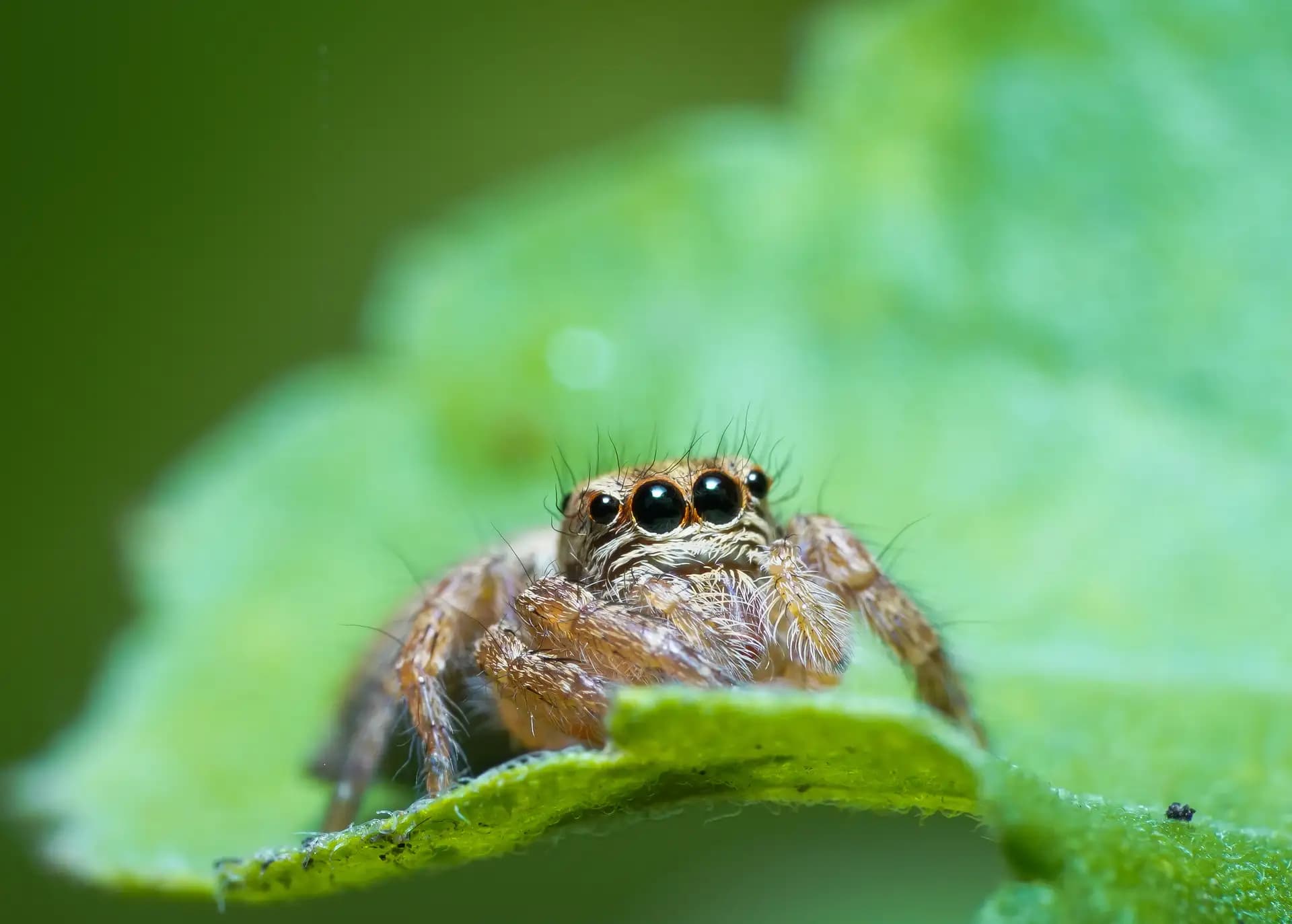A beautiful jumping spider posing for a photo..