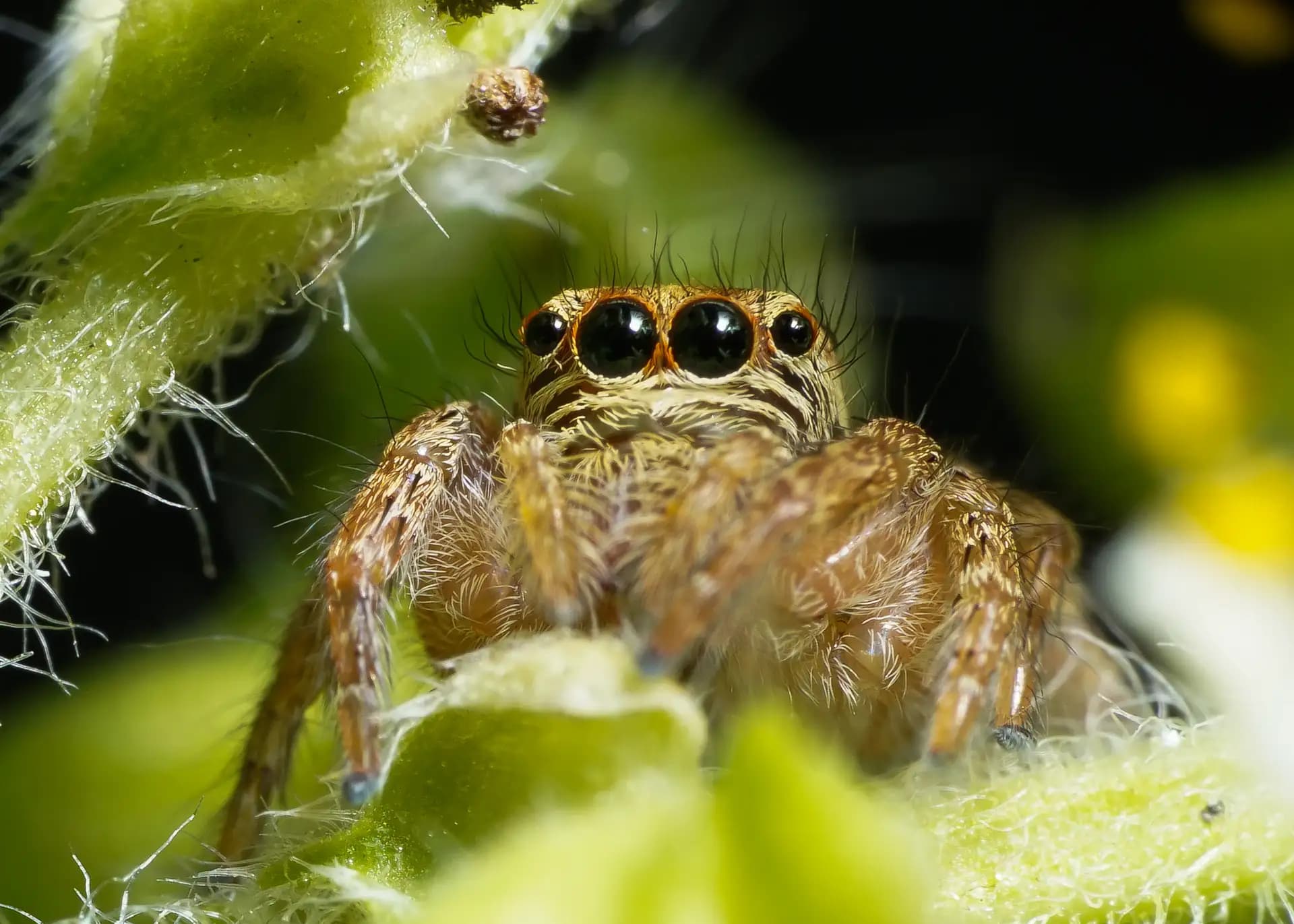 A cute little jumping spider posing for a photo..
