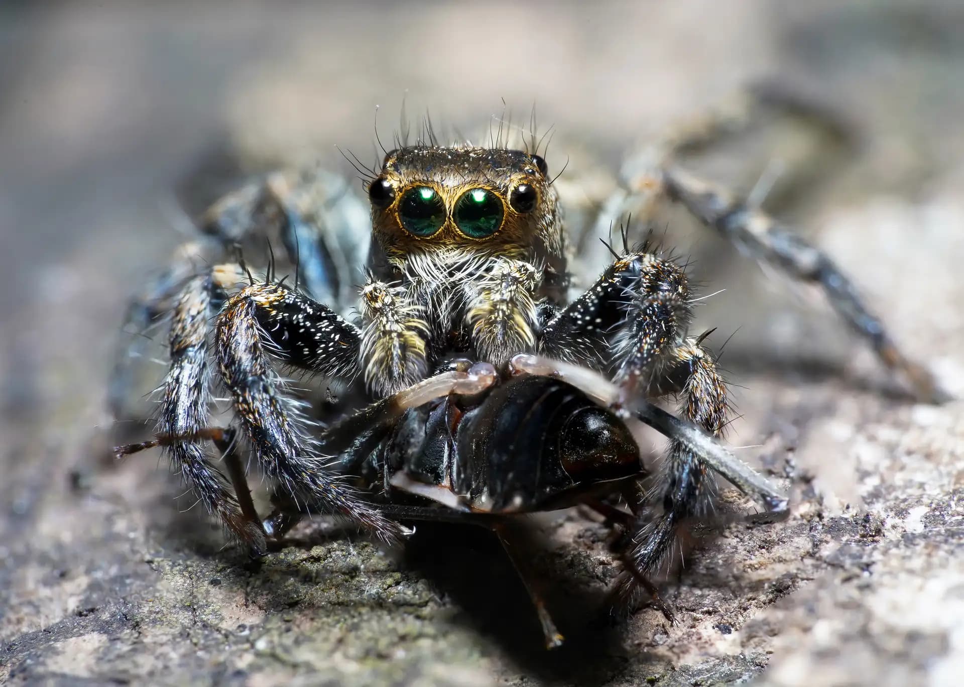 The jumping spider was having its lunch peacefully..