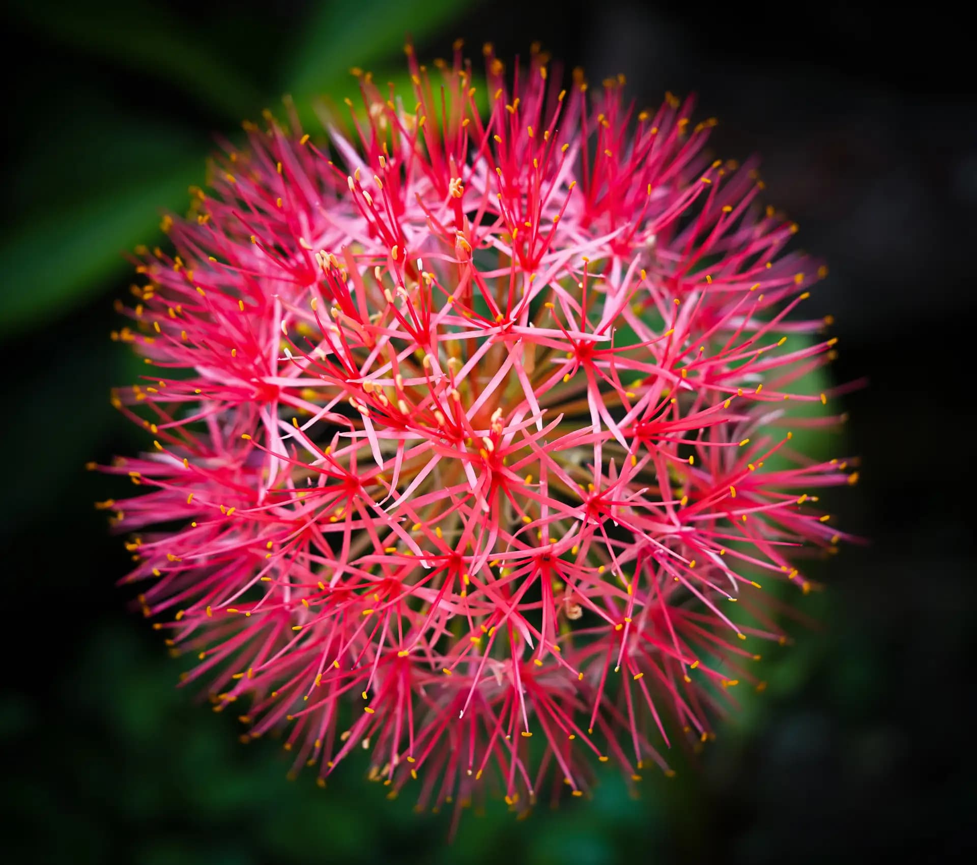It's a blood lily. It was looking like a perfect sphere.