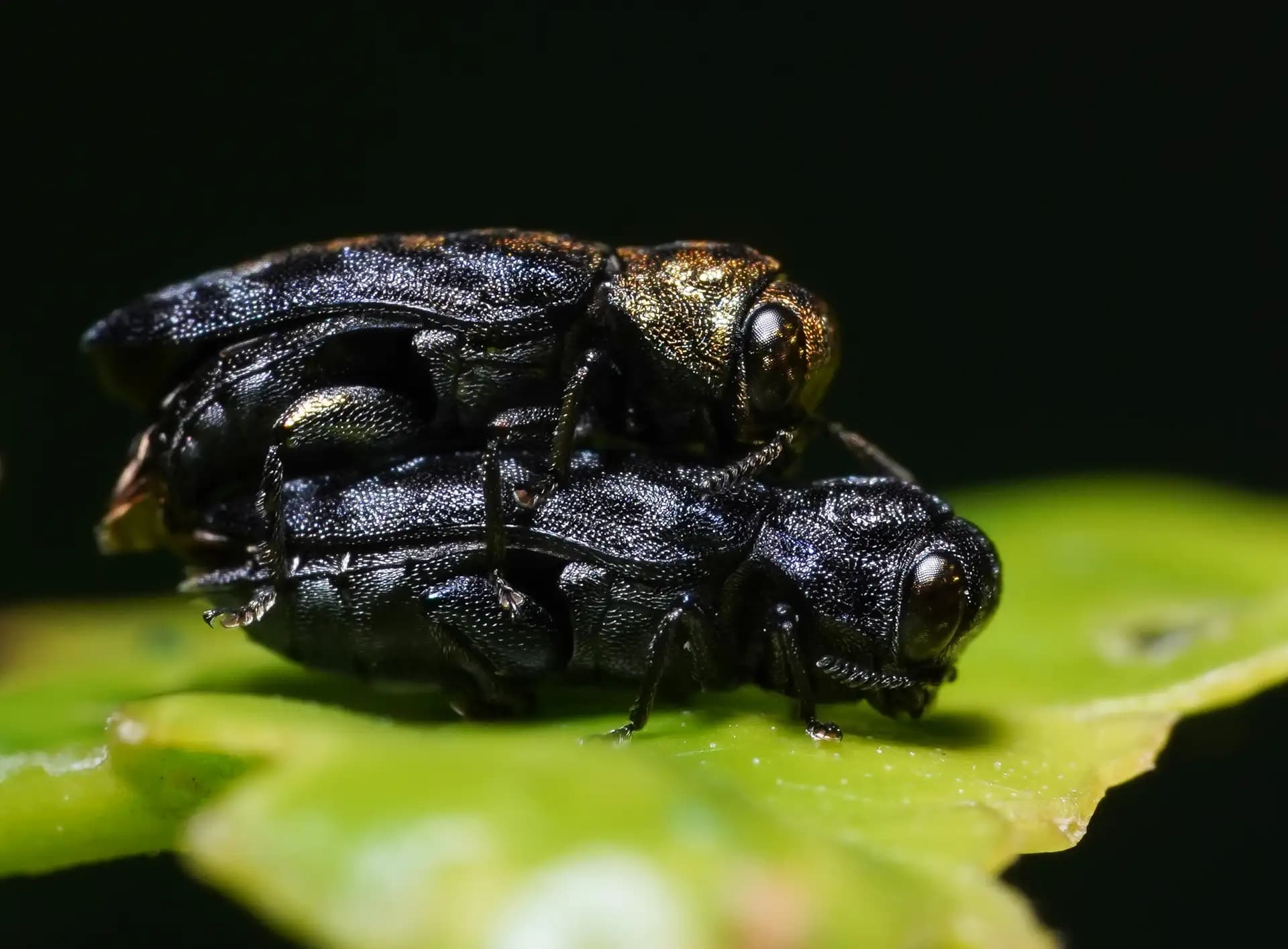 These beetles were mating on a leaf.