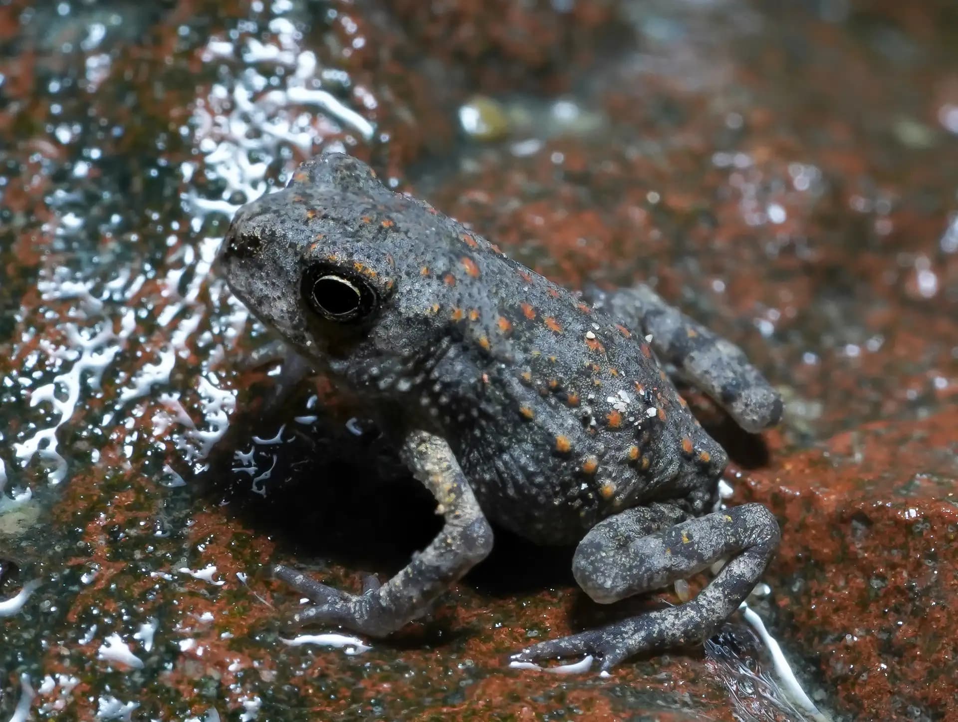 A tiny toad was posing for a photo.