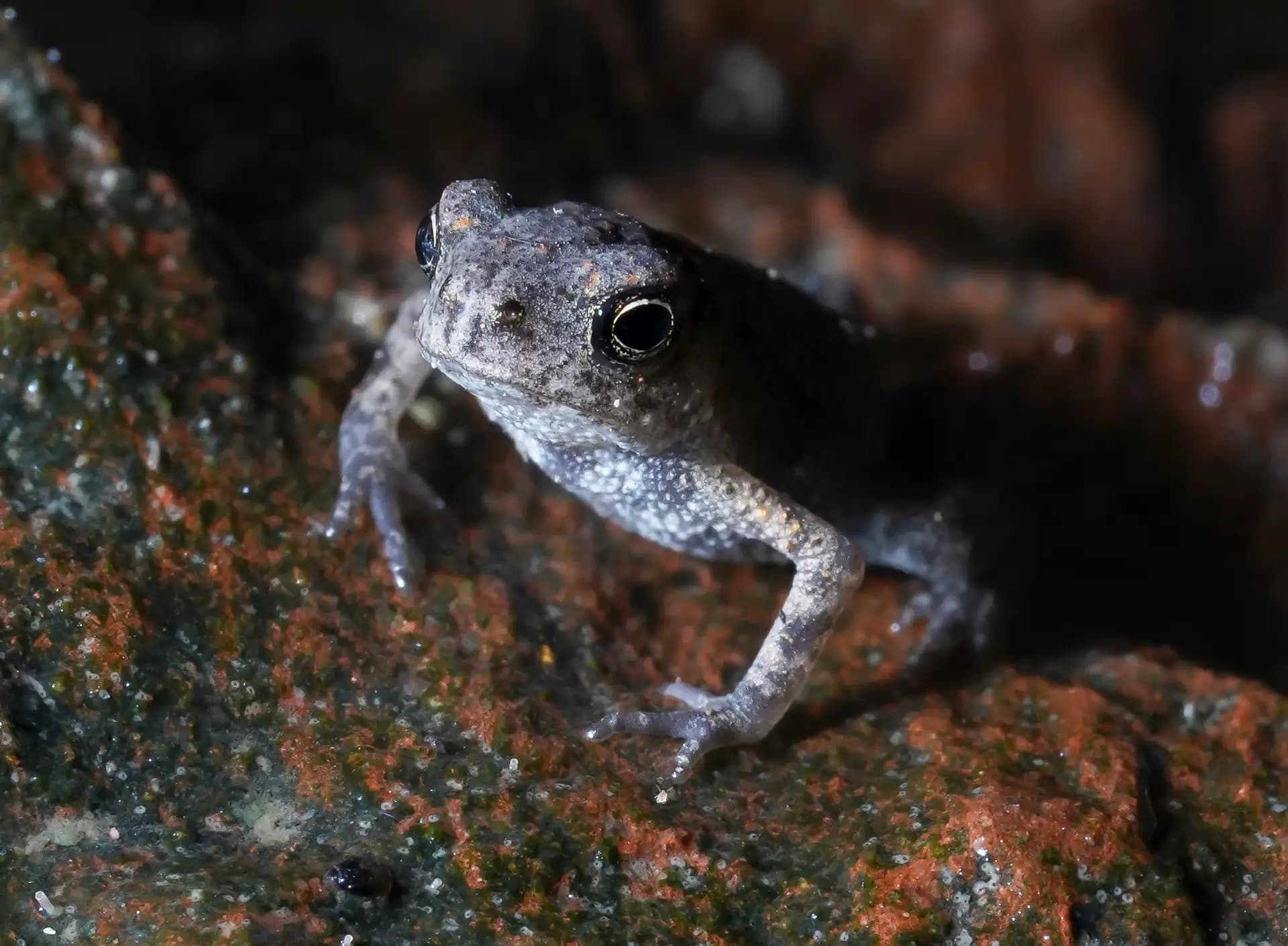 A tiny toad was posing for a photo.