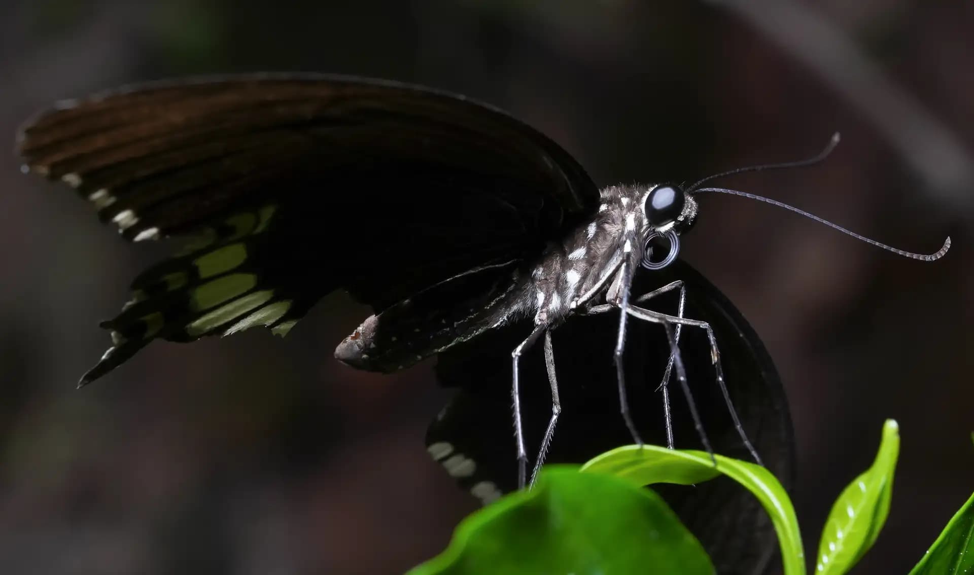 A beautiful butterfly sitting on a leaf..