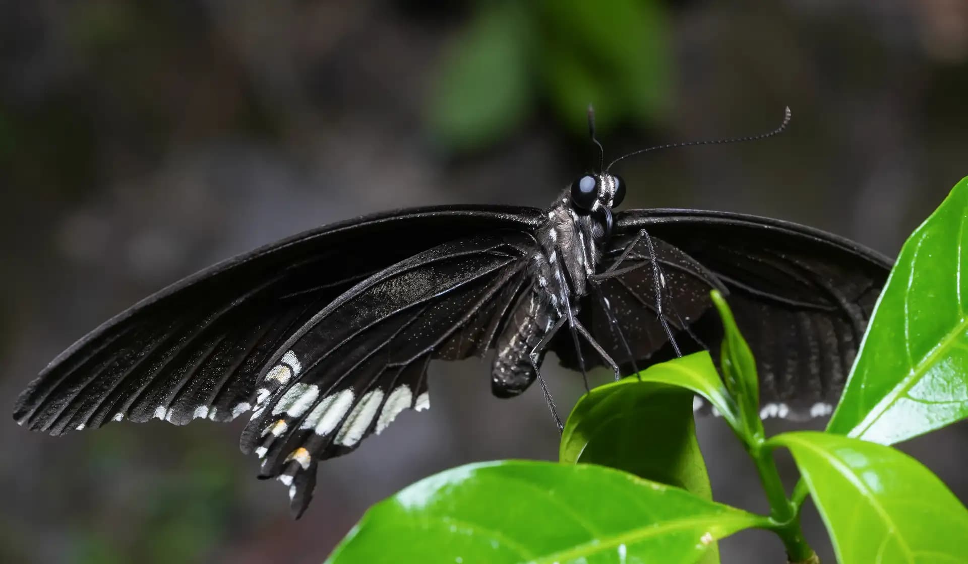 A beautiful butterfly sitting on a leaf..