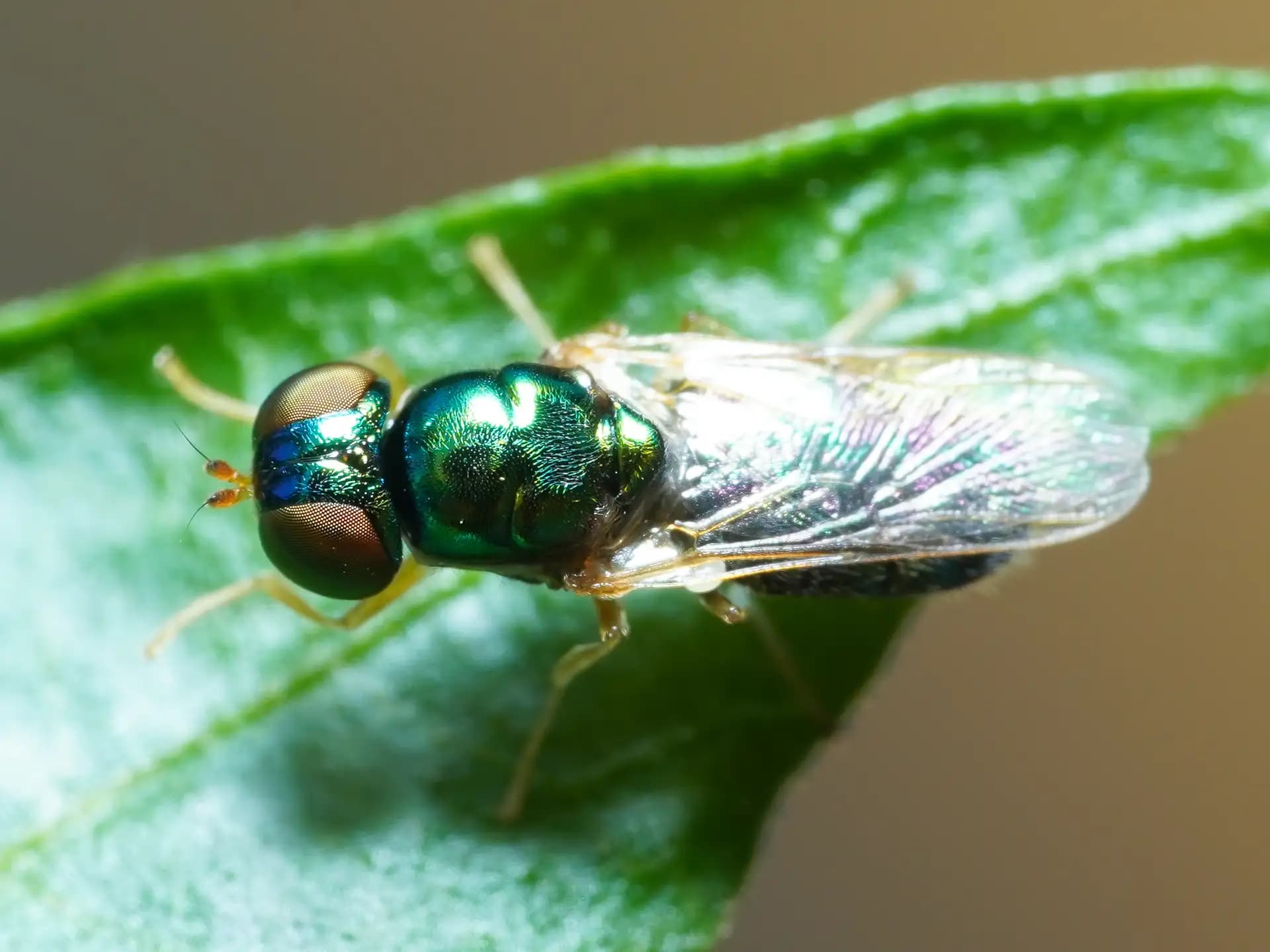 The soldier fly was sitting on a leaf.