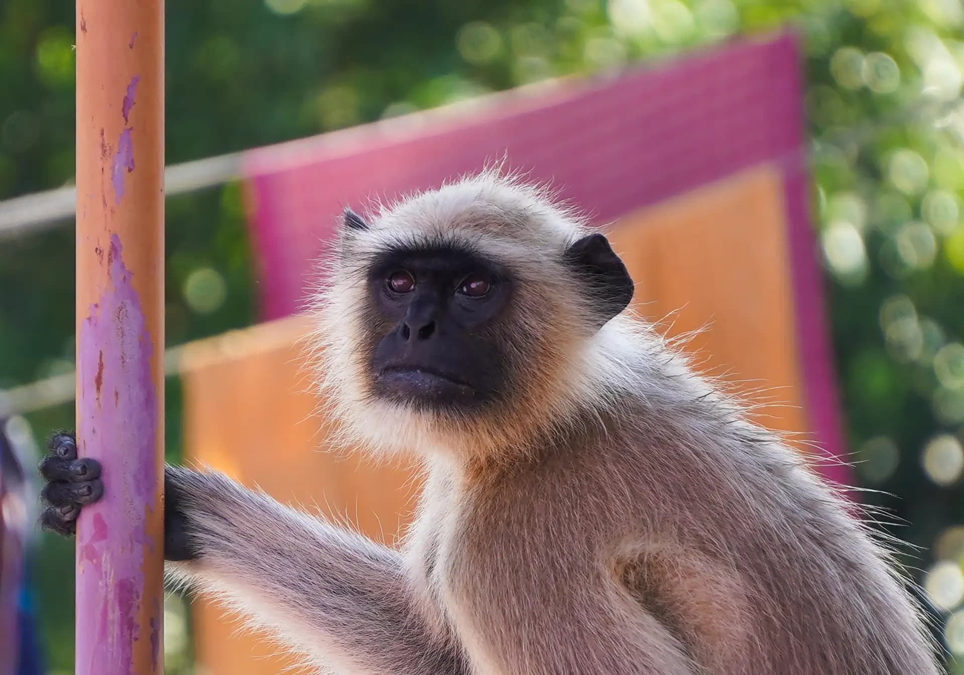 This gray langur was sitting on our rooftop.