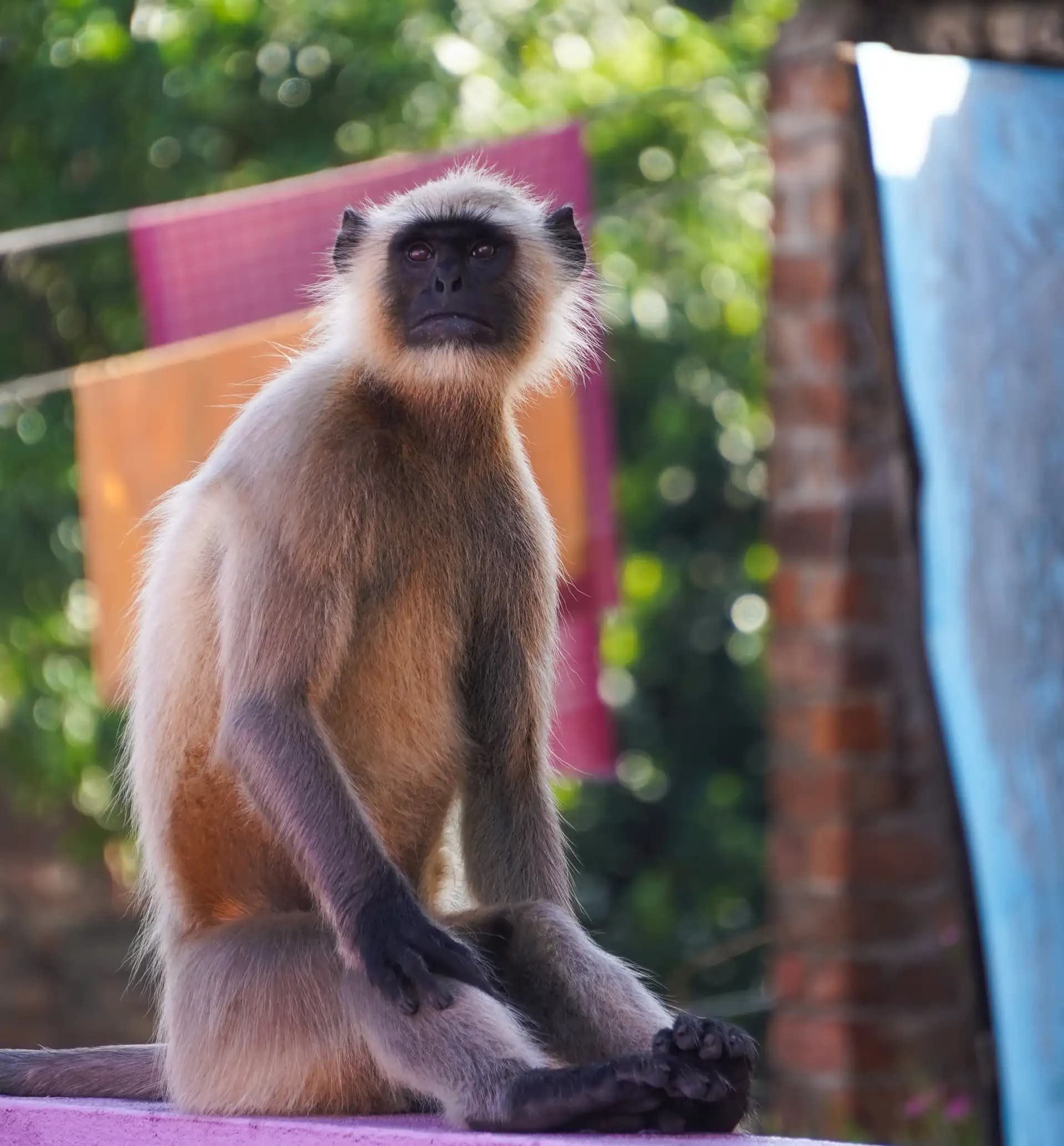 This gray langur was sitting on our rooftop.
