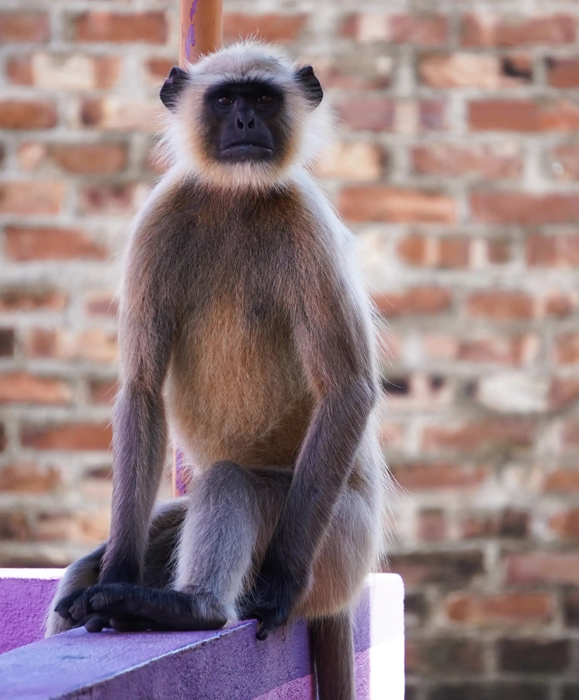 This gray langur was sitting on our rooftop.