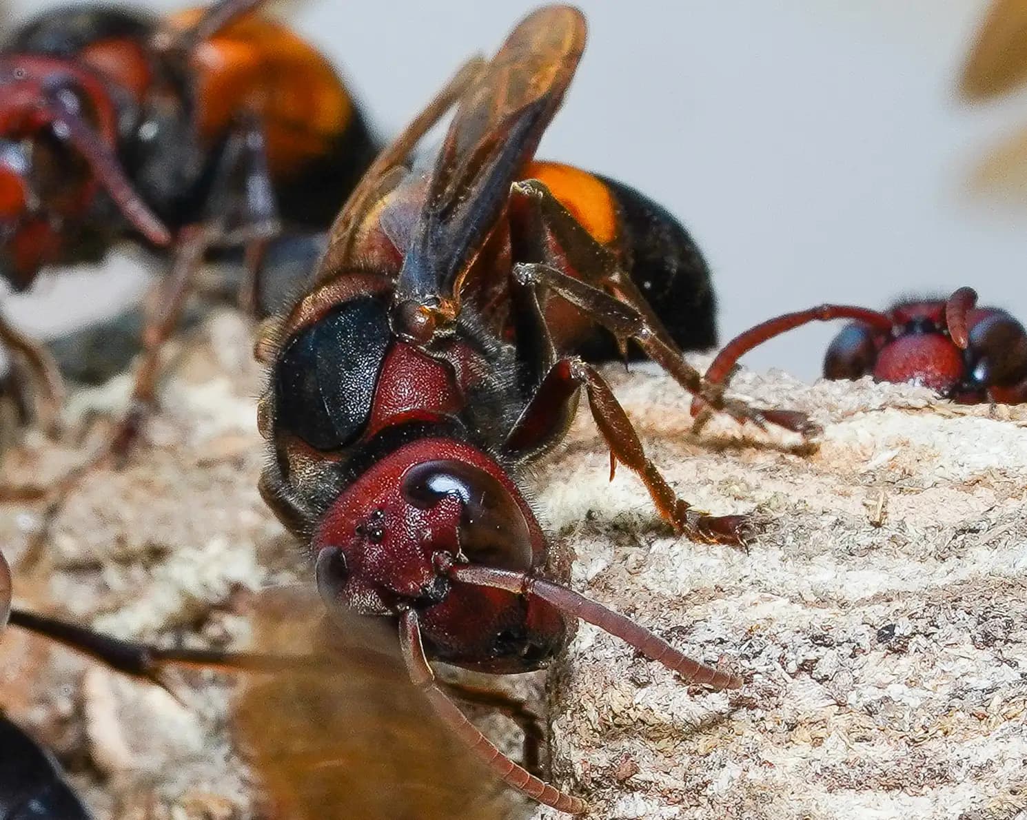 [Vespa tropica, the greater banded hornet]

Backstory: After being bitten by 3 of them, I escaped from there, luckily! This shot was just before the incident! It was extremely painful. I got fever, got 2 injections and medicines.
