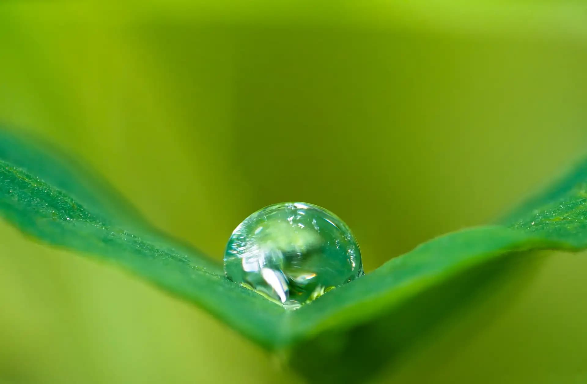A drop of water on a leaf after the rain..
