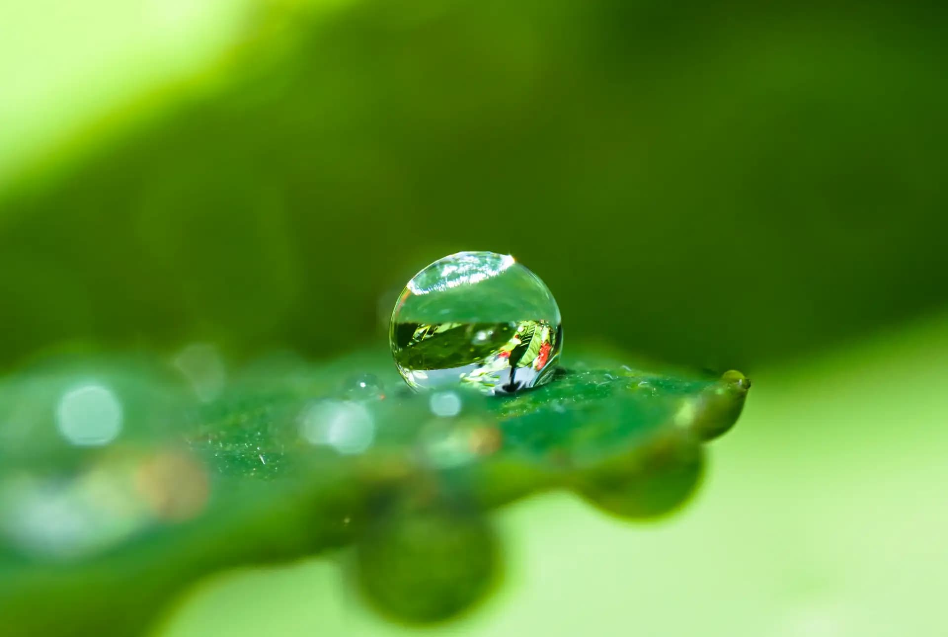 A drop of water on a leaf after the rain..