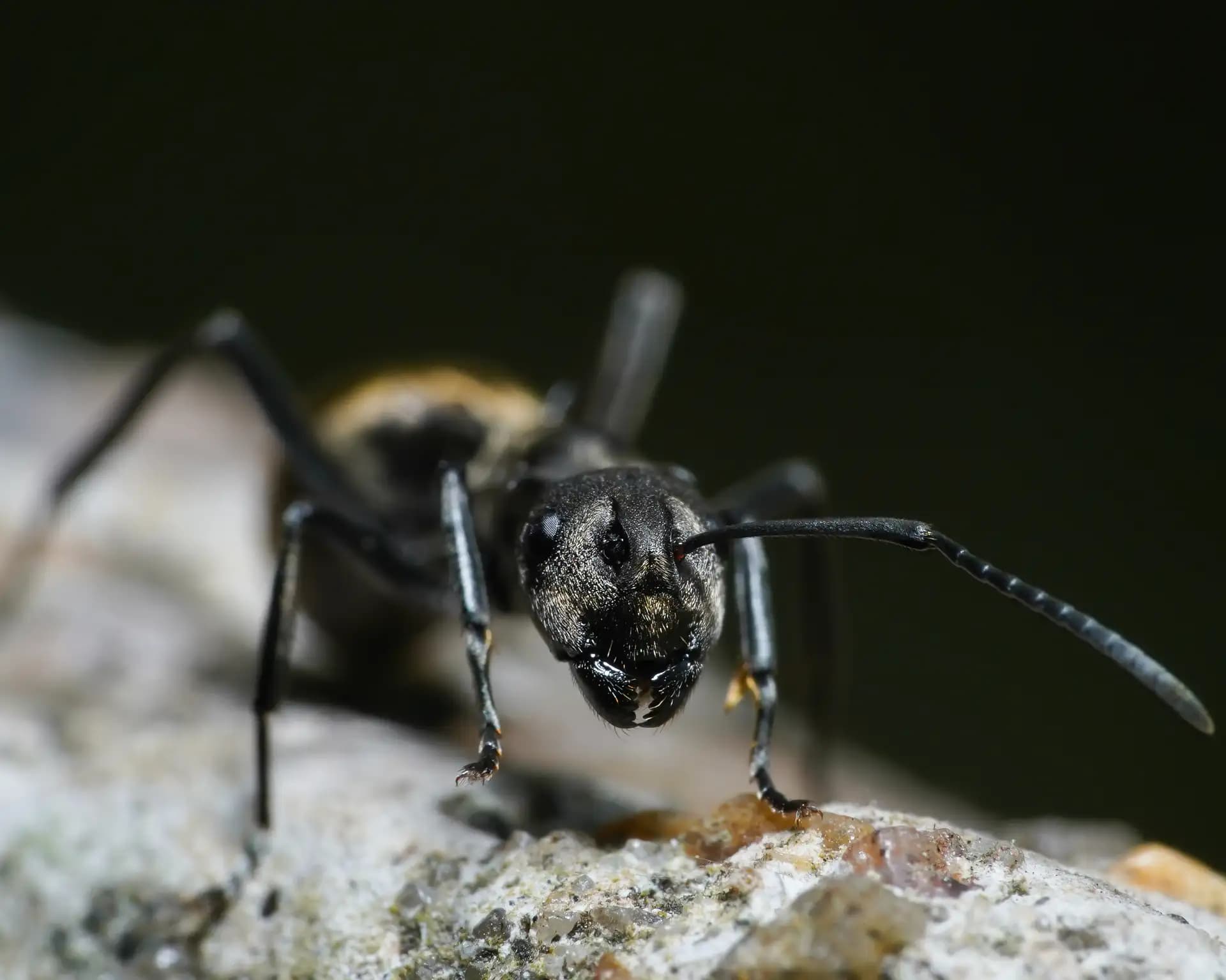 This ant (Polyrhachis dives) was walking on a boundary wall.