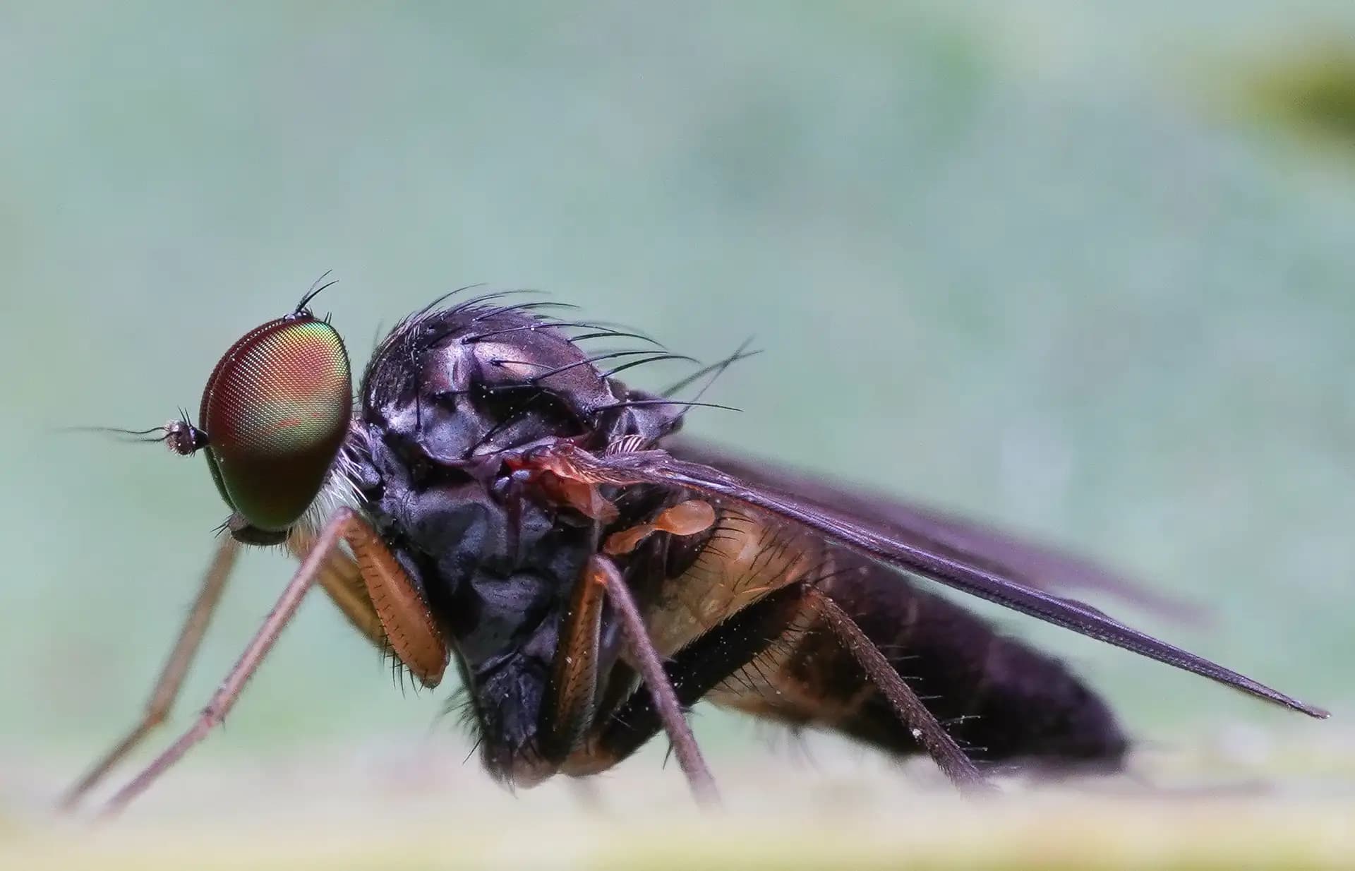 This tiny little fly was sitting on a leaf.