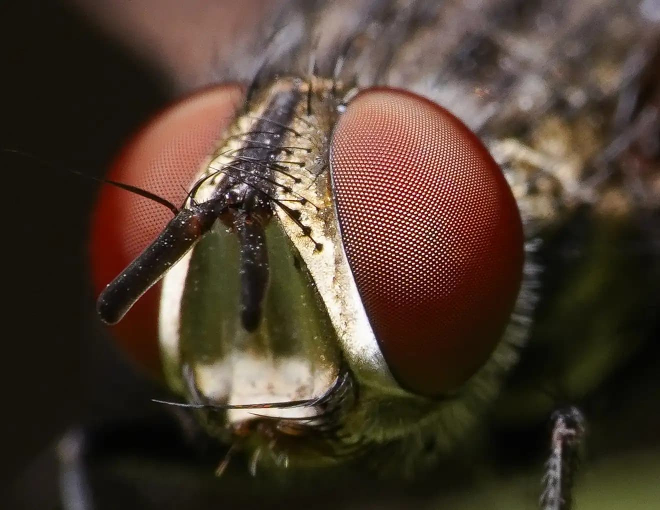 Exteme closup of the eyes of a fly.