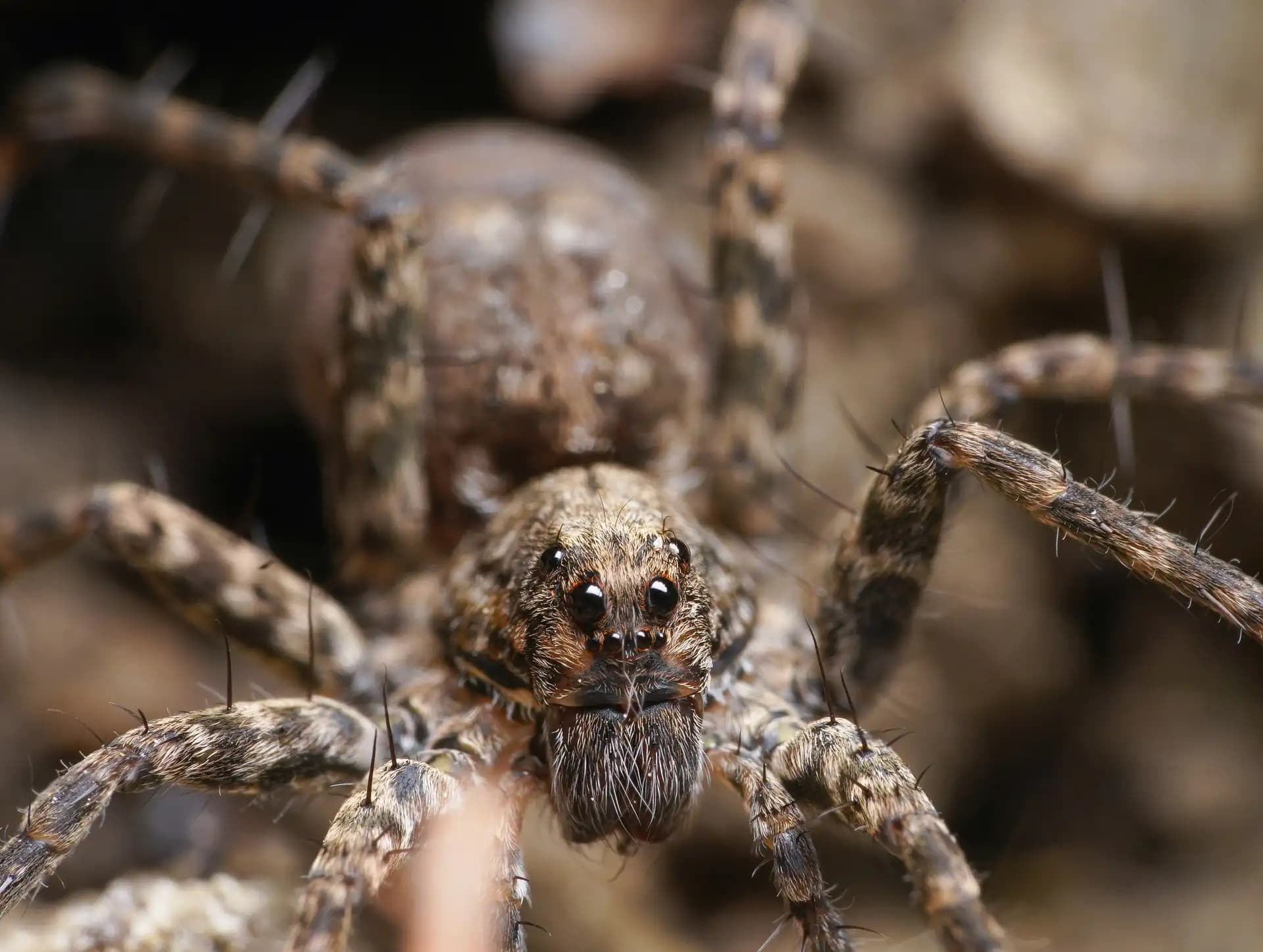 The wolf spider was sitting on a tree.