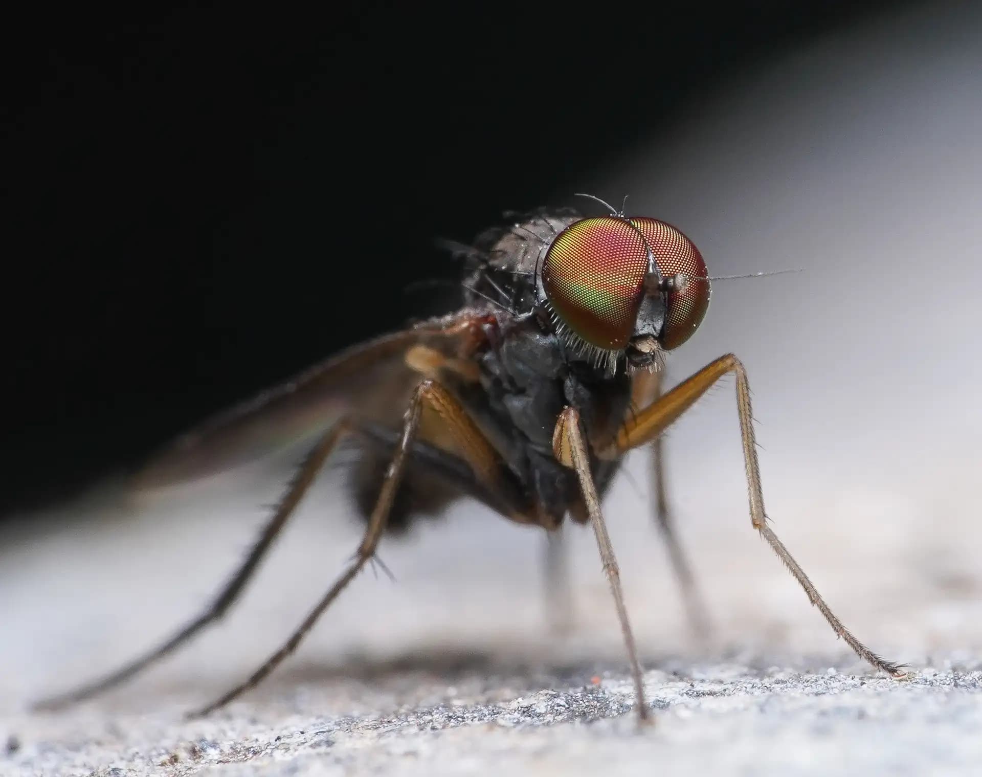 Closup of a long-legged fly.