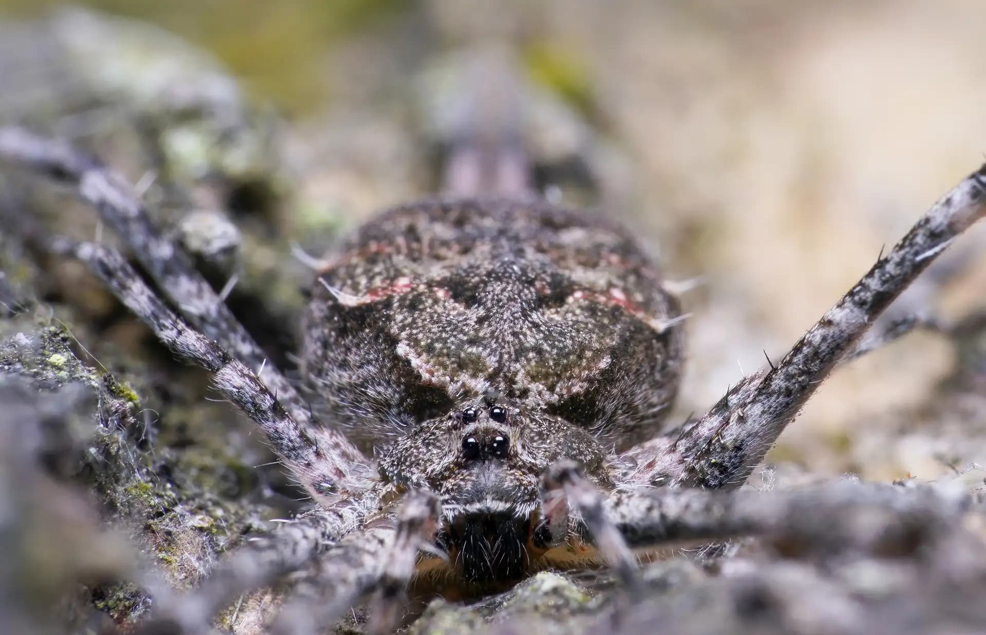 This spider is a Lichen Running Crab Spider (Philodromus margaritatus), known for its exceptional camouflage on tree bark. 

It has a flattened body designed for hiding in crevices or pressing flat against bark.