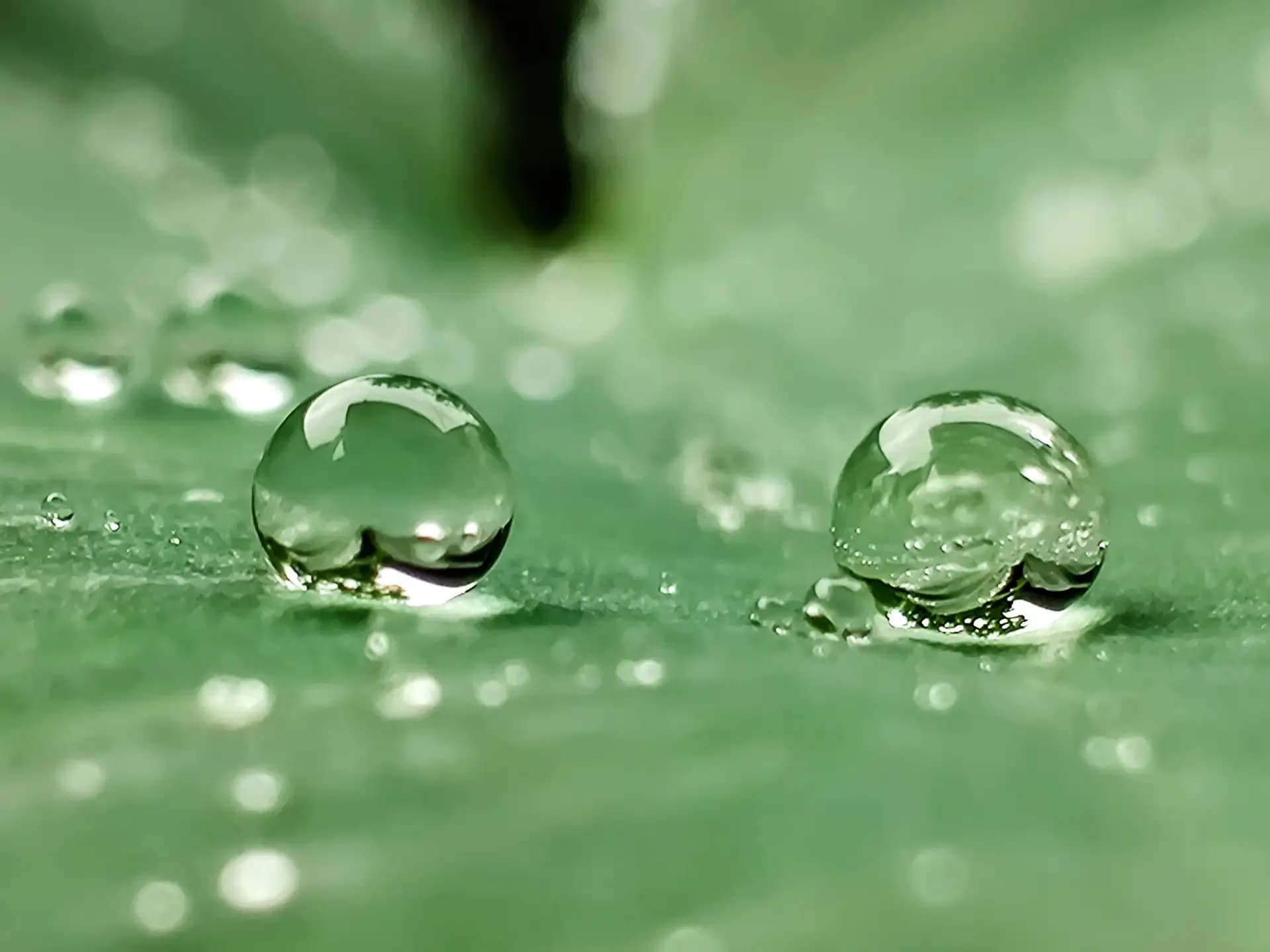 Drops of water on a leaf.
