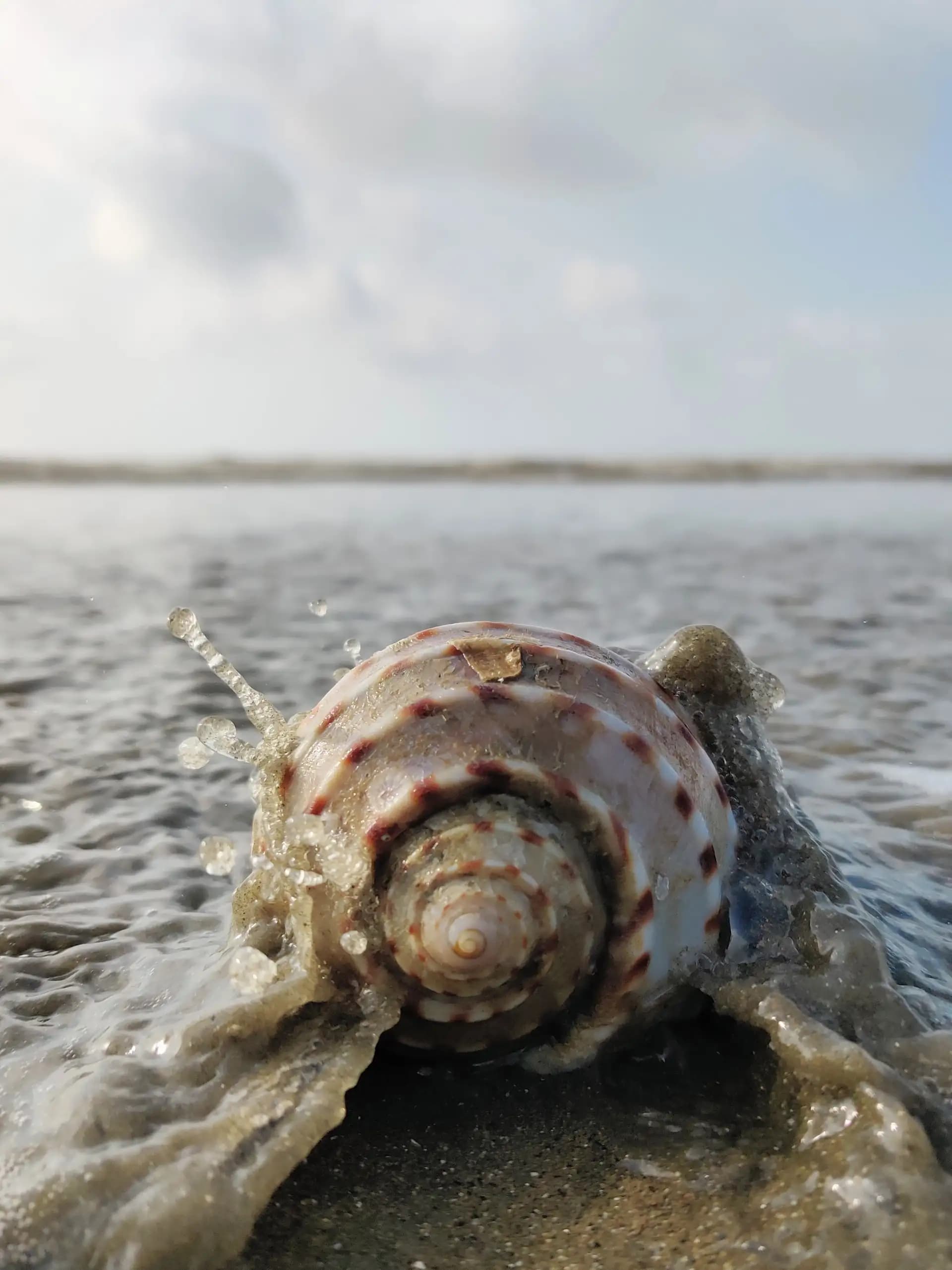The waves were crushing on a shell.