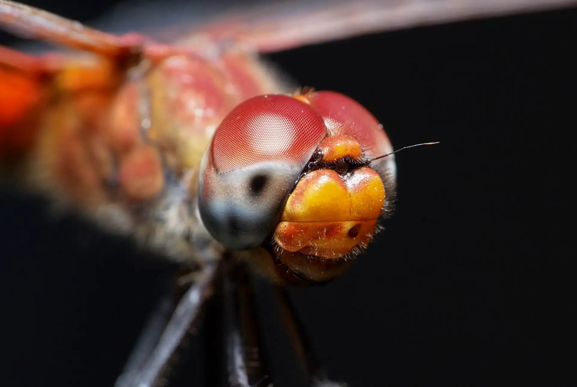 Red dragonflies are hard to photograph. Once I got the chance to photograph one.