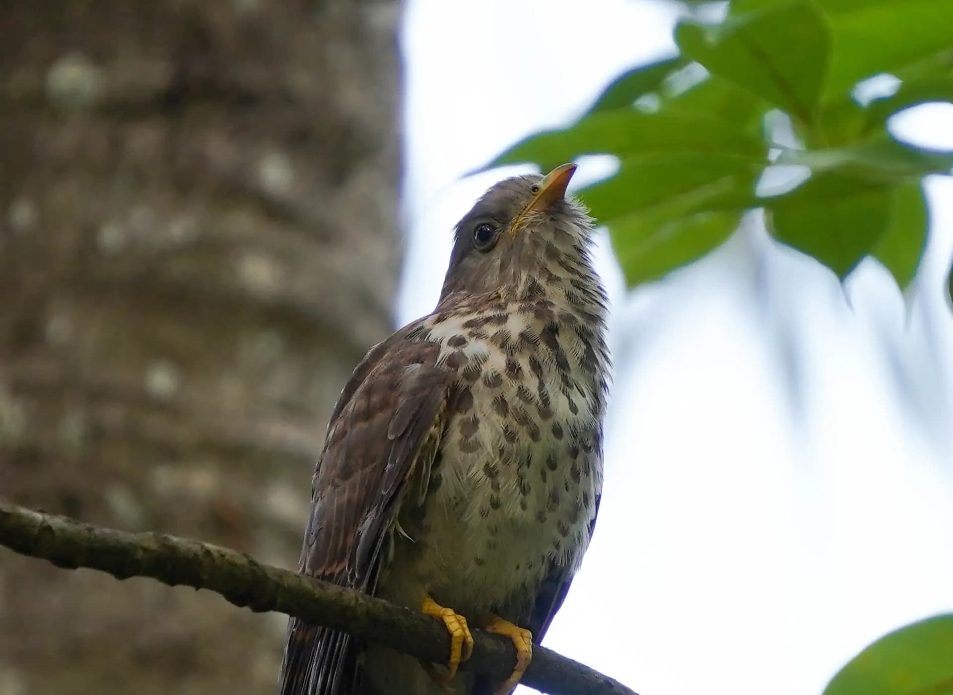 This bird was injured. It couldn't fly properly. All the jungle babblers in that area were feeding it like a baby bird