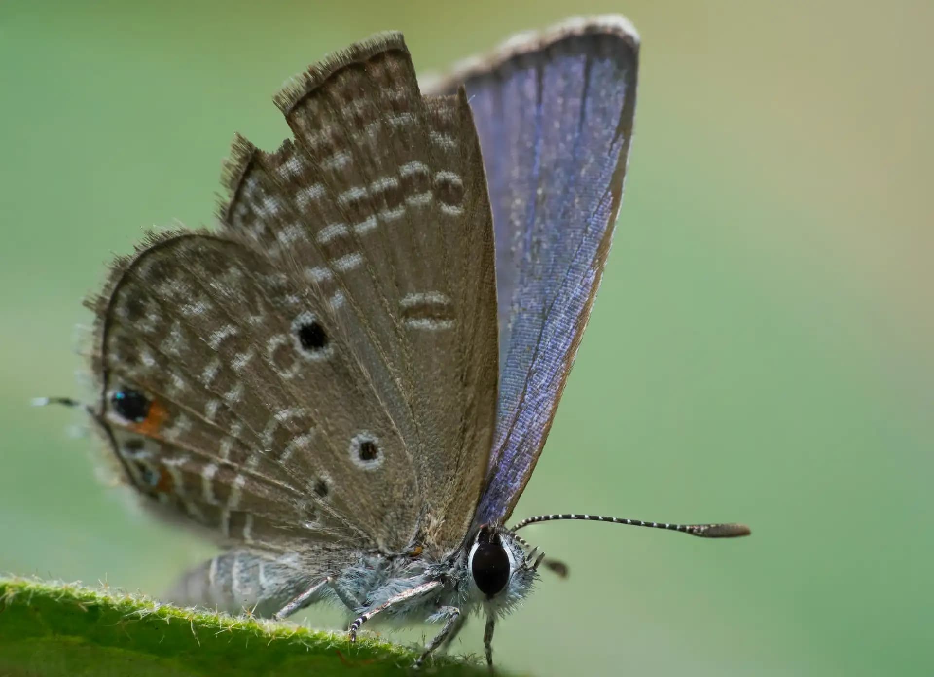 The Plains Cupid or Cycad Blue, is a small, notable butterfly belonging to the Lycaenidae family.