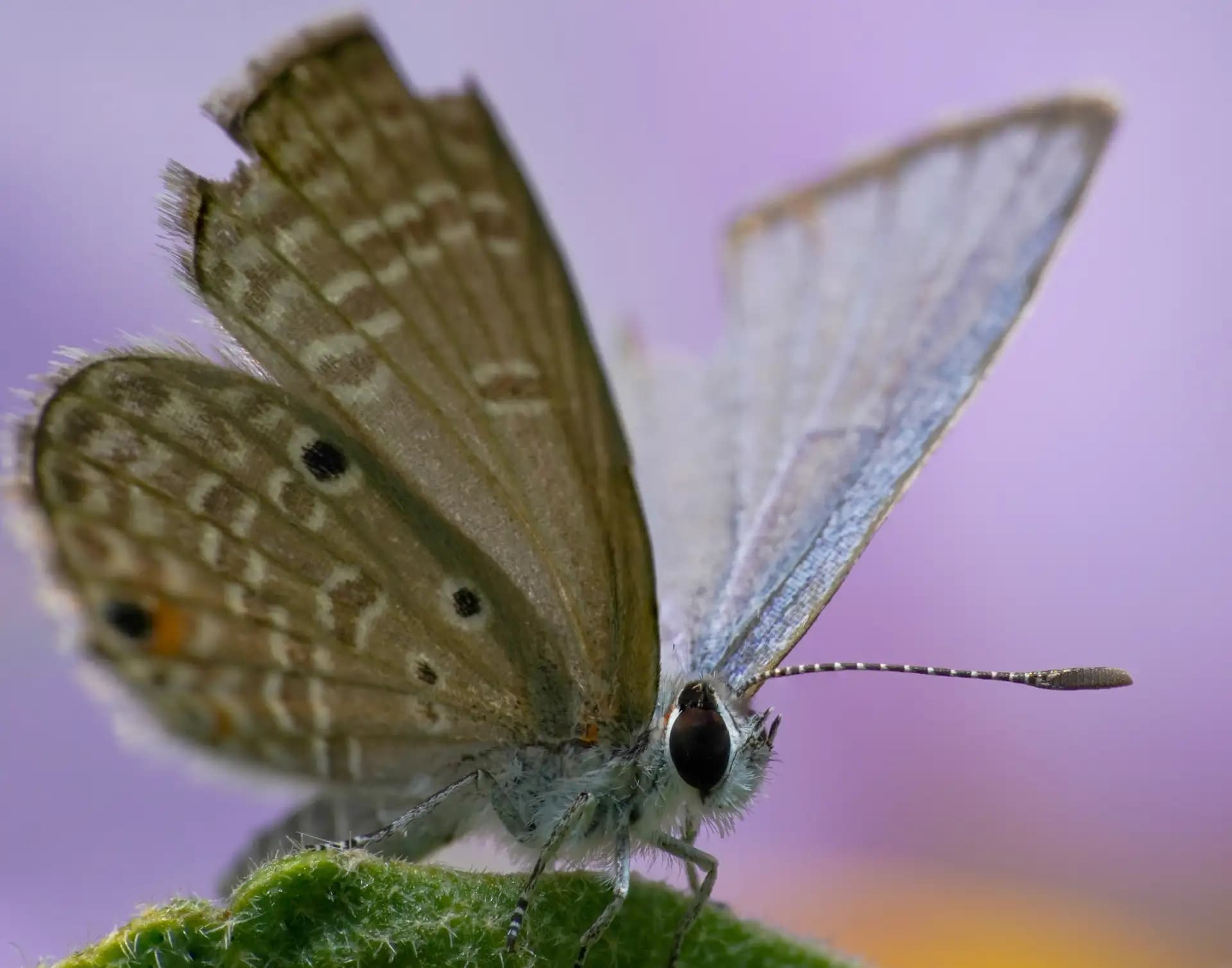The Plains Cupid or Cycad Blue, is a small, notable butterfly belonging to the Lycaenidae family.