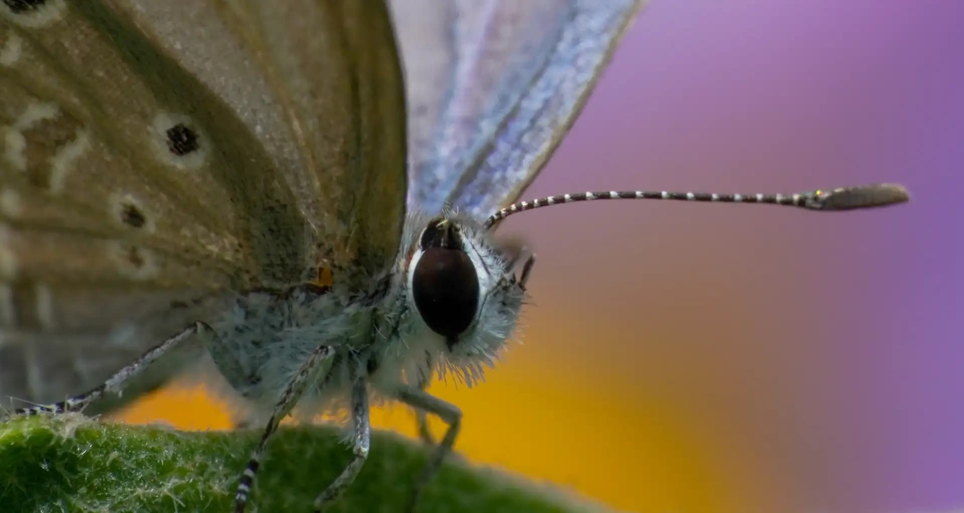 The Plains Cupid or Cycad Blue, is a small, notable butterfly belonging to the Lycaenidae family.