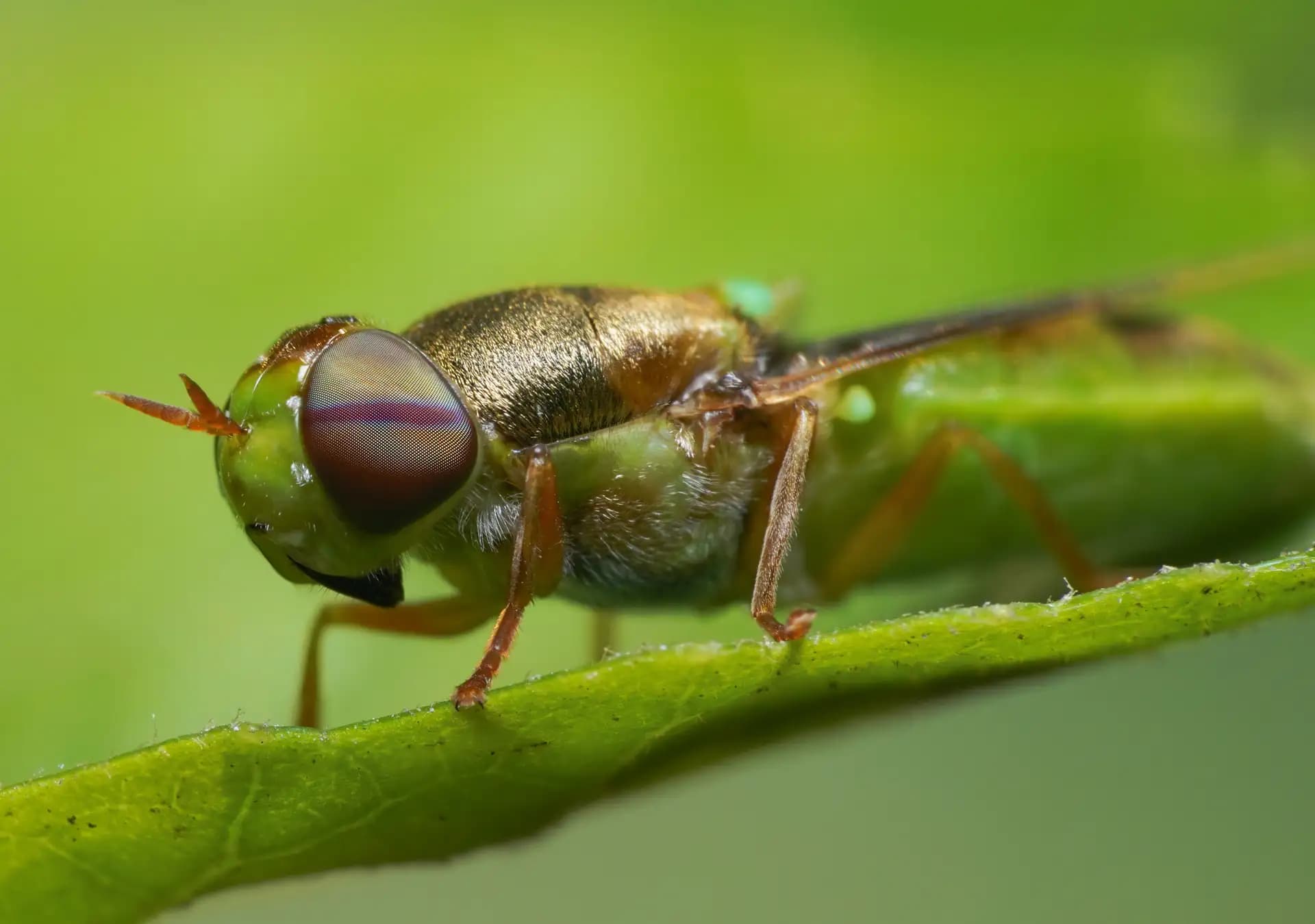 The beautiful soldier fly is trying to blend in with the green atmosphere.