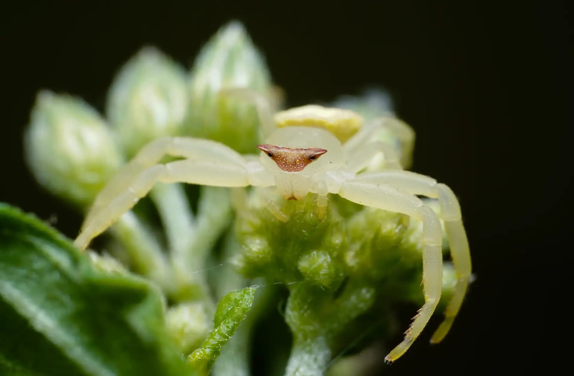 The crab spider (Thomisus onustus) is trying to be invisible.