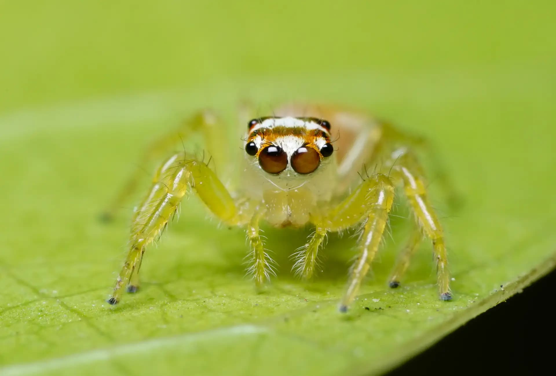 This little fellow was having a staring contest with me.