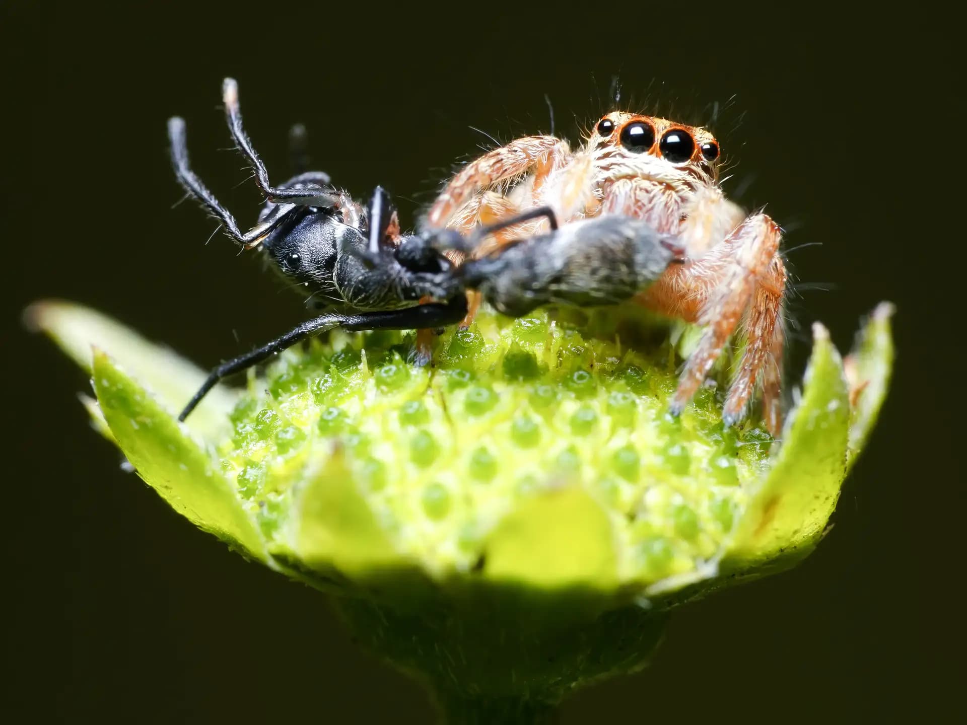 This small jumping spider (Evarcha) was moving it's kill (an ant) in a secret place.