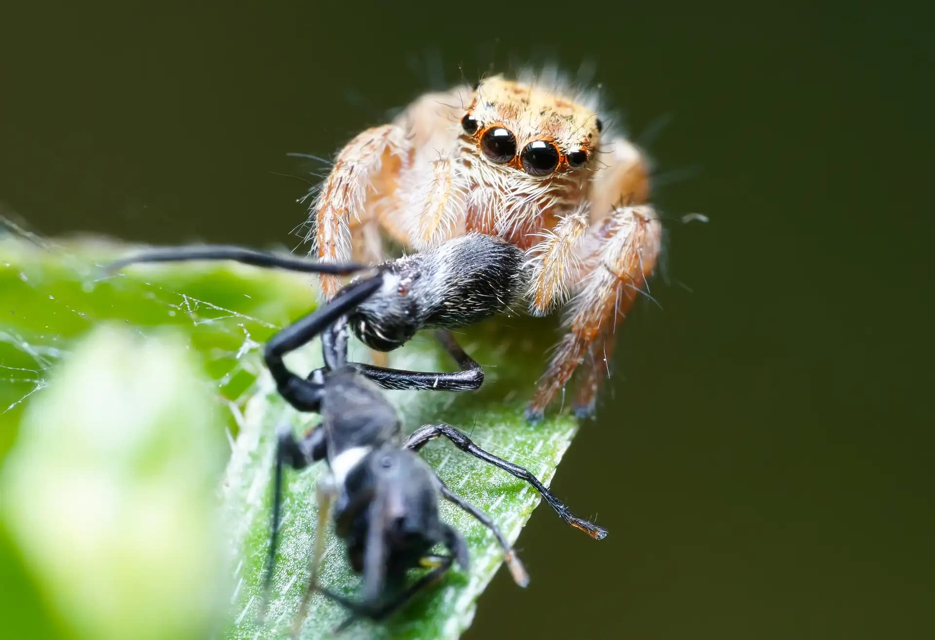 This small jumping spider (Evarcha) was moving it's kill (an ant) in a secret place.