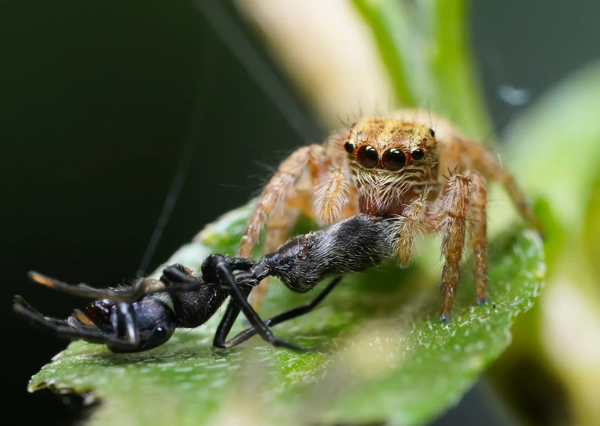 This small jumping spider (Evarcha) was moving it's kill (an ant) in a secret place.