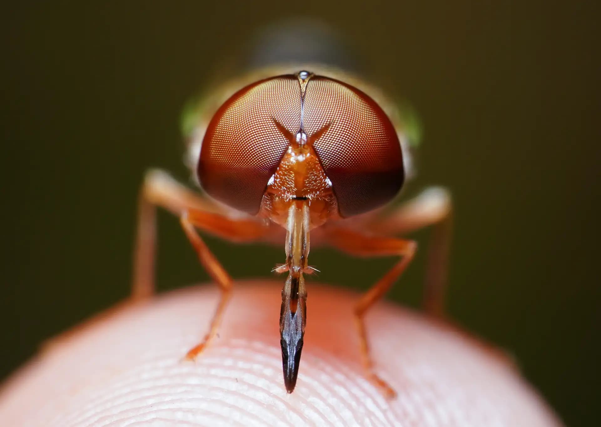 This little guy (Odontomyia, a soldier fly) was sitting on my finger. So, I took the shot. The level of detail of the eye intrigued me.