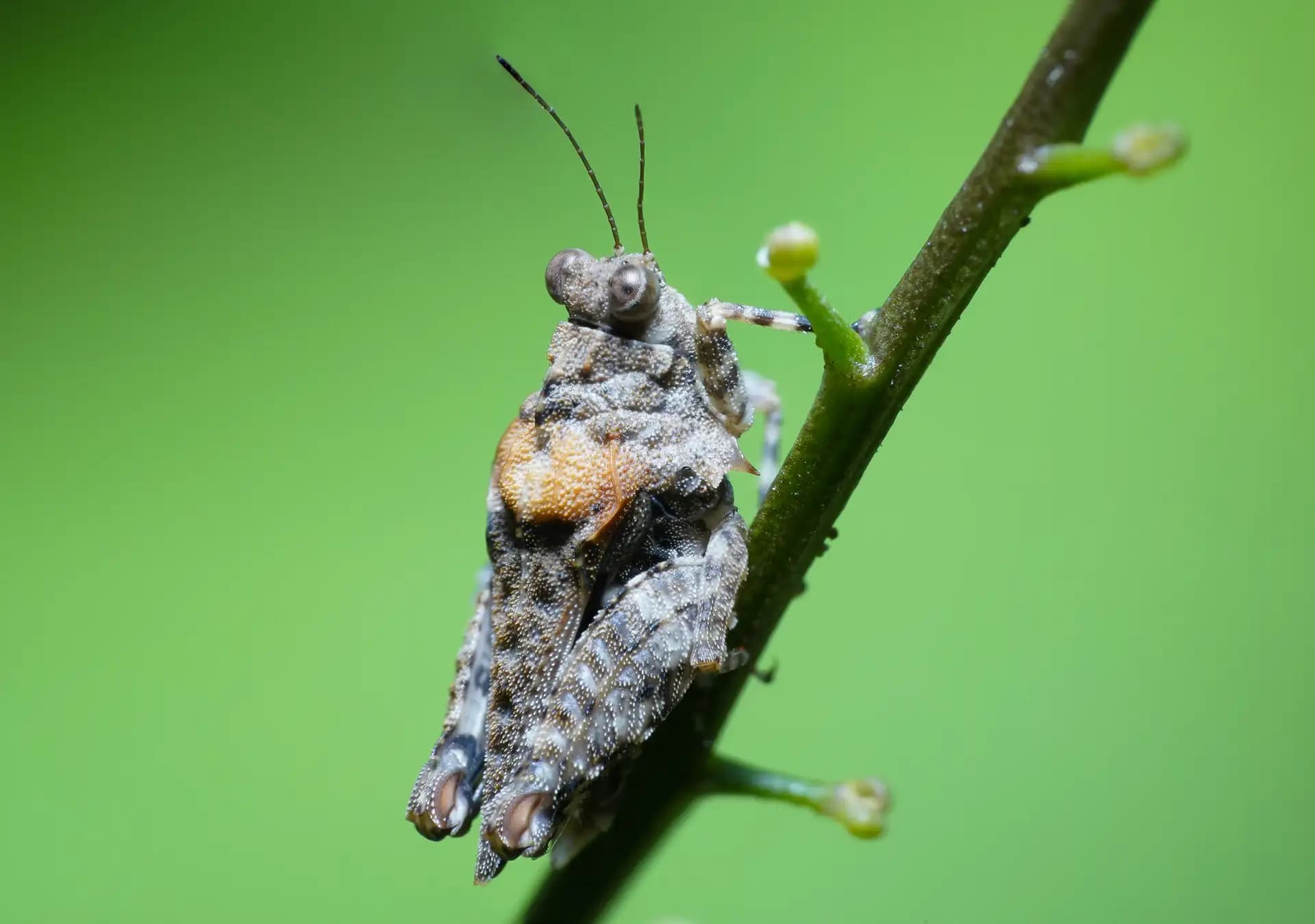 Oedipoda is the type genus of grasshoppers. I spotted it in our garden.
