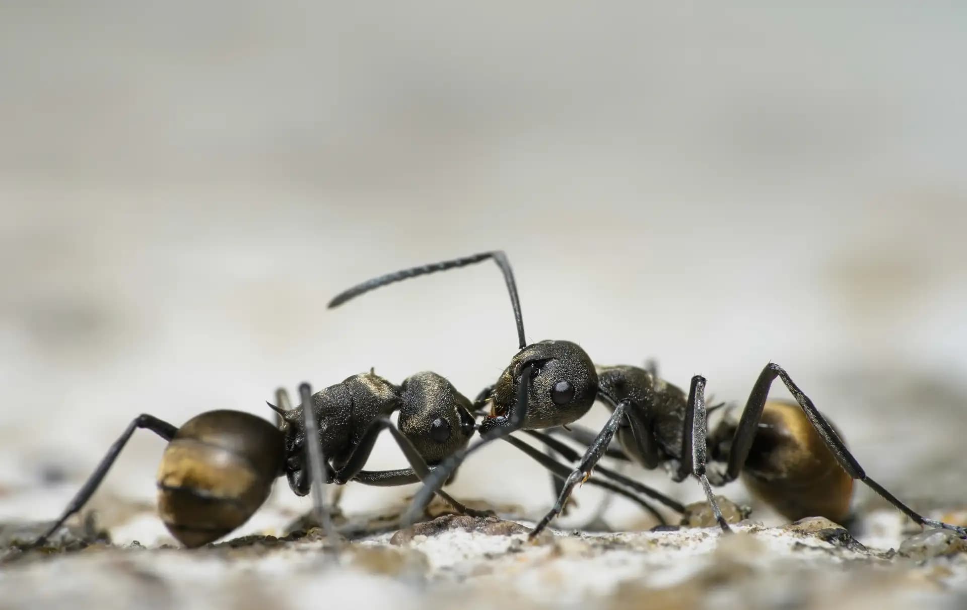 The process is called Trophallaxis.
Trophallaxis - It is the transfer of food or other fluids among members of a community through mouth-to-mouth or anus-to-mouth feeding.
