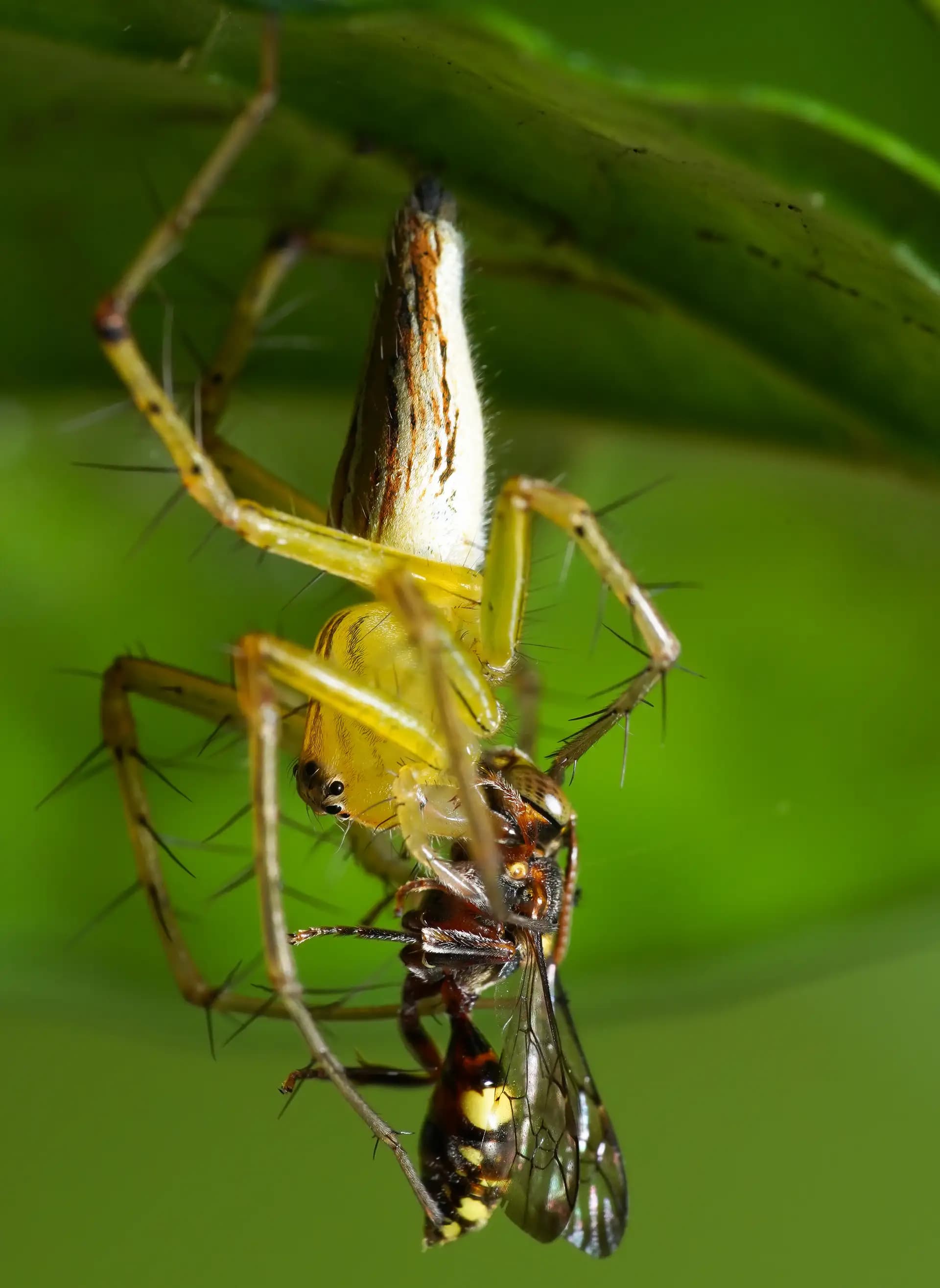 The green lynx spider was moving it's kill (a bee) in a secret place.