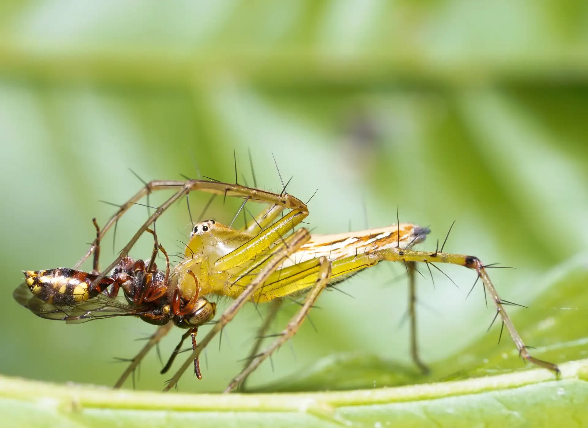 The green lynx spider was moving it's kill (a bee) in a secret place.