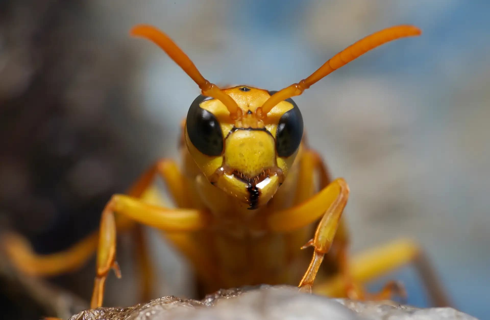 The yellow oriental paper wasp was posing for a photo..