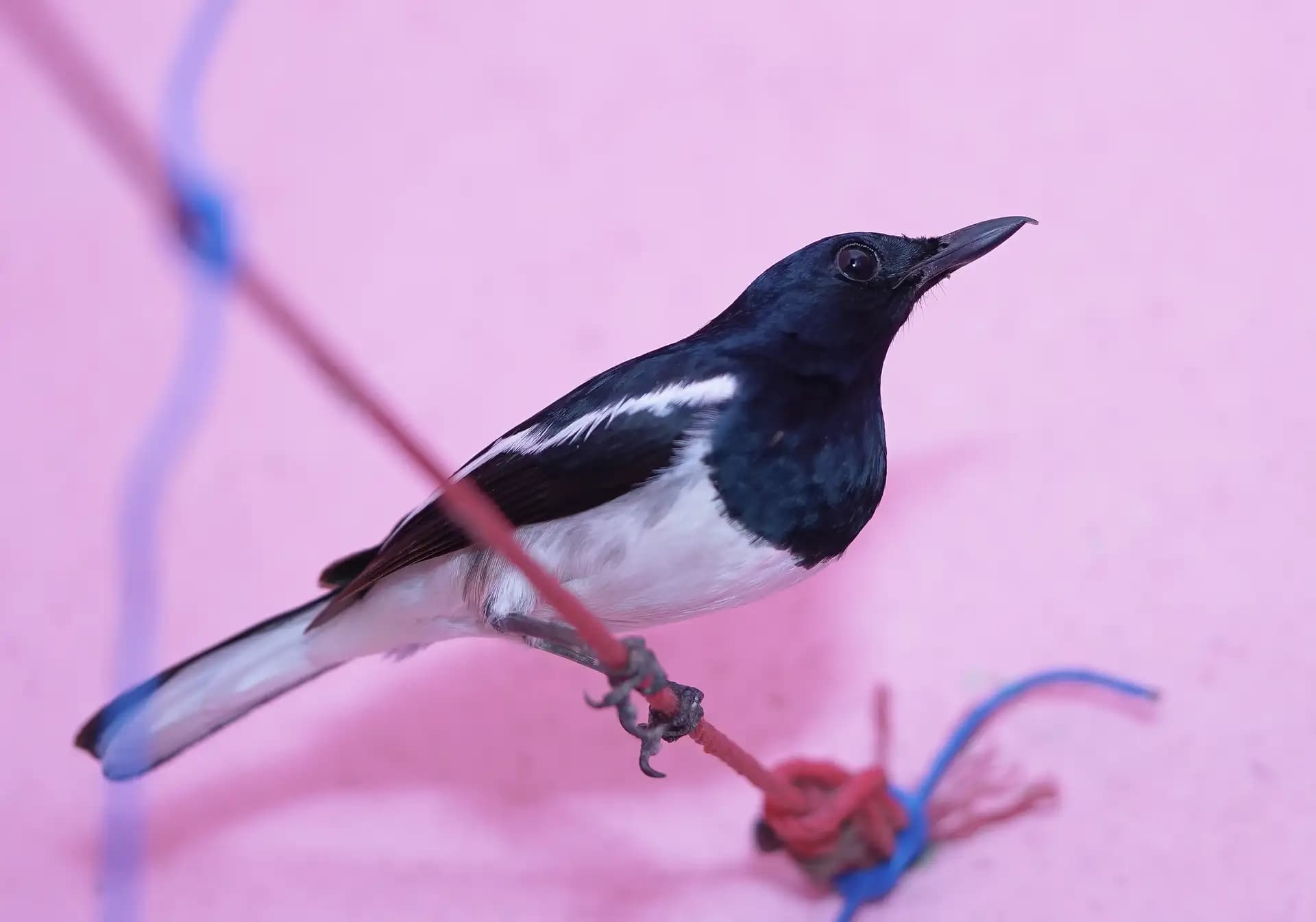 It is a Oriental Magpie-Robin. It came on our home at night and sat on this thread the whole night..
