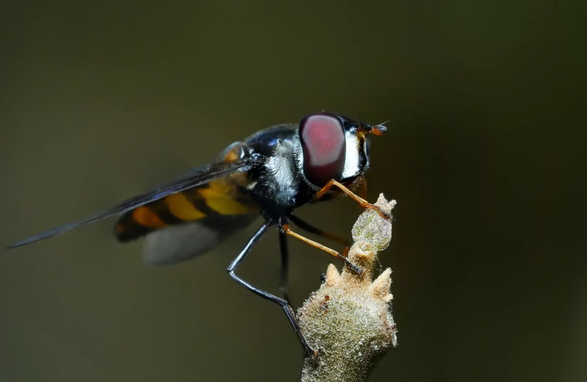 Melangyna is a genus of hoverflies. It was sitting on a twig.