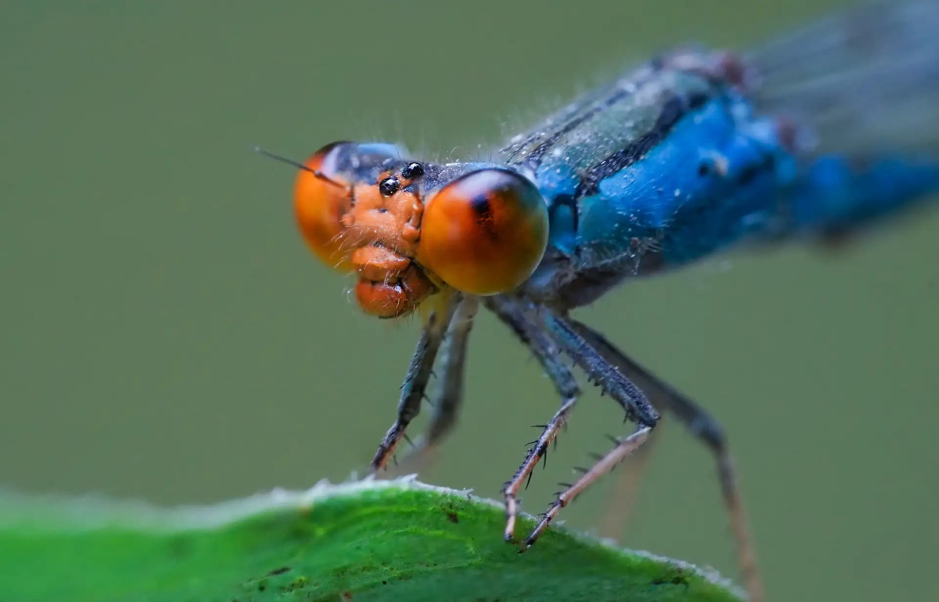 A red-eyed damselfy with a blue body was sitting on a leaf.