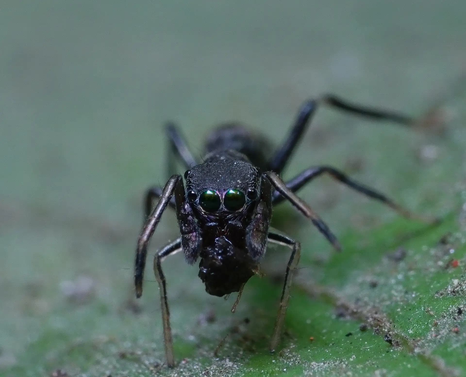 This is a ant-mimicking spider. It looks like an ant.