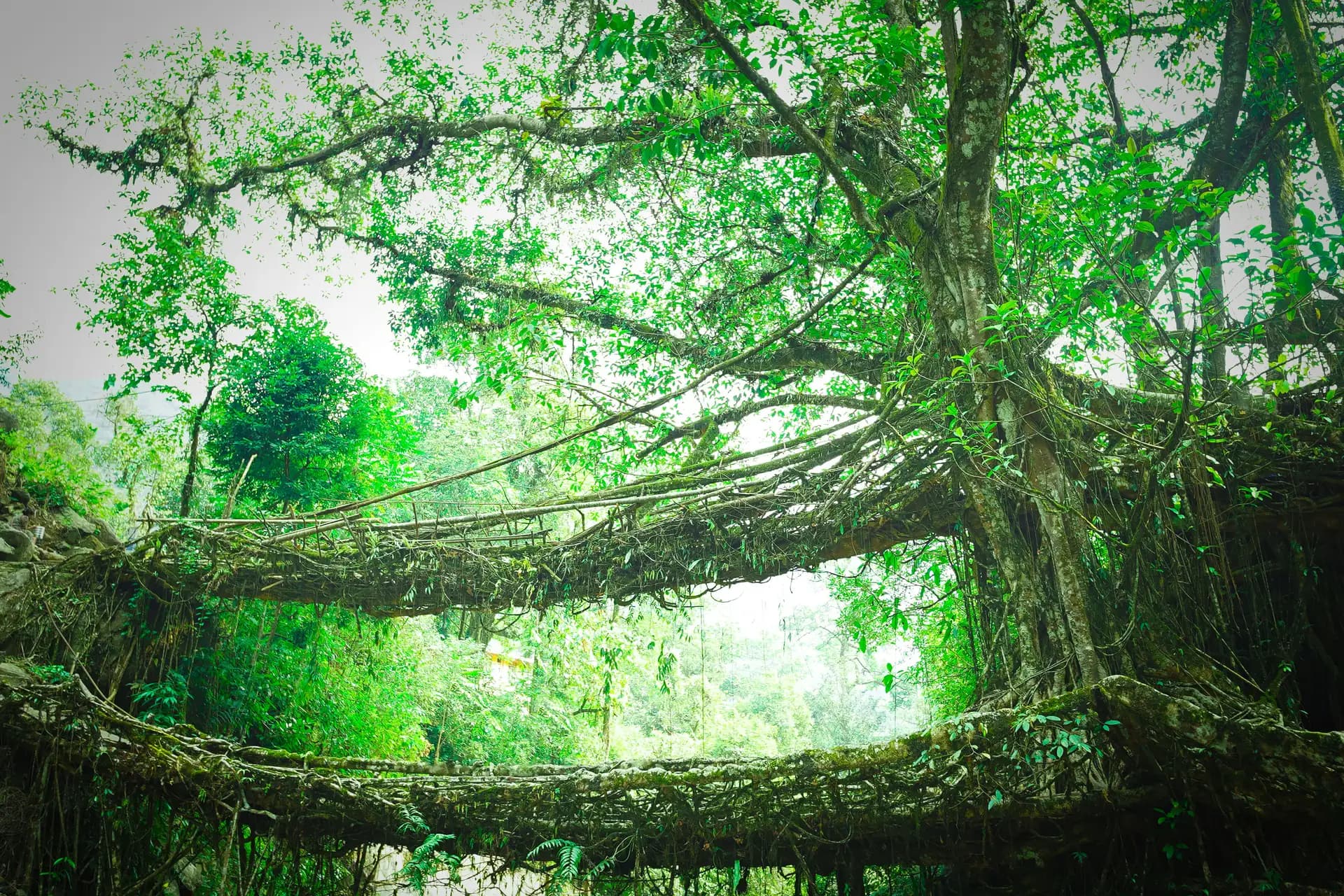 The view of the Double Decker Living Root Bridge.